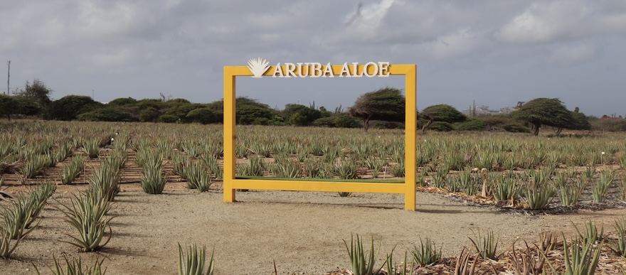 Authentic Aruba Souvenirs to Find at the Cruise Port